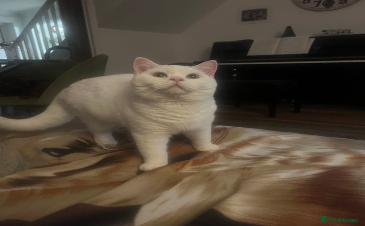 British Shorthair cats - Advert 13