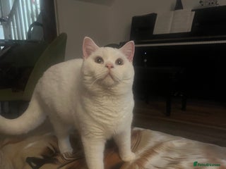 British Shorthair cats - Advert 6