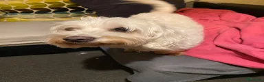 Maltese 6year old girl