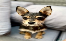 Chihuahua dogs for stud: For Stud only - Image 4