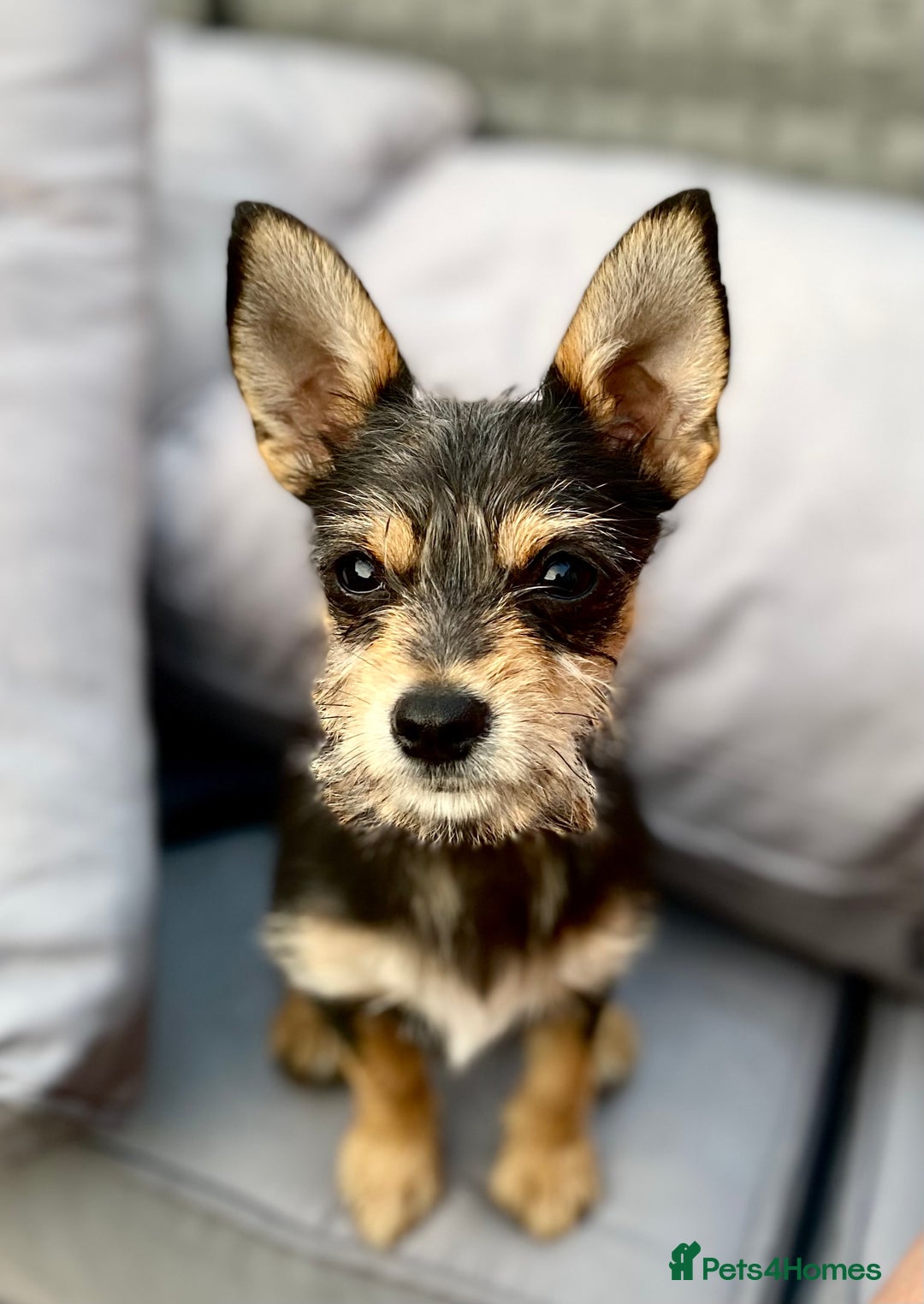 Chihuahua dogs for stud: For Stud only - Image 4
