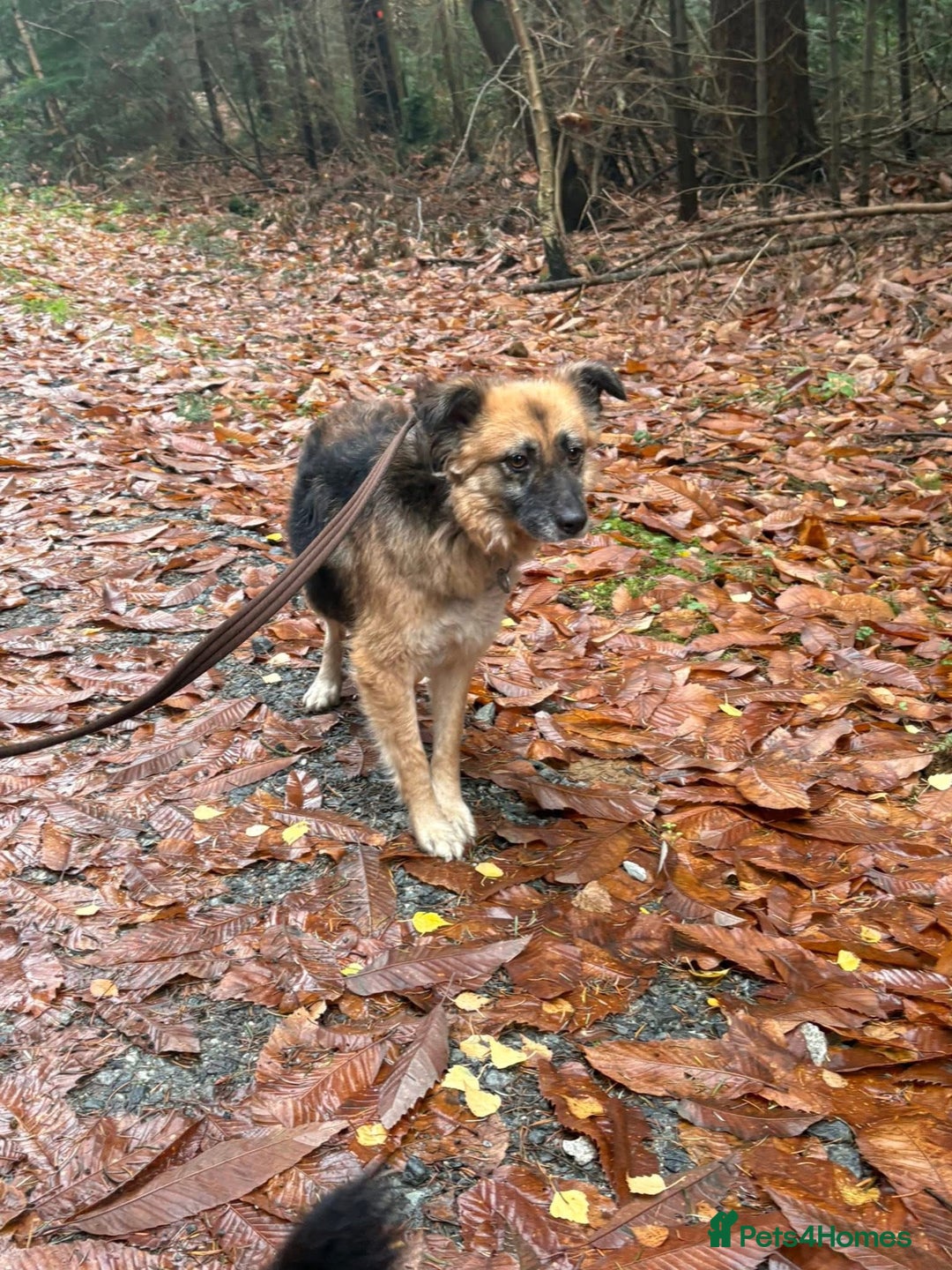 Mixed Breed dogs for adoption: Sian - Norwich Norfolk  - Advert 2