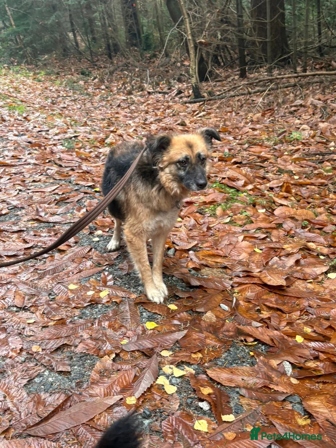 Mixed Breed dogs for adoption: Sian - Norwich Norfolk  - Advert 2