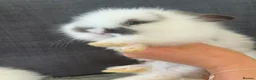 Lionhead rabbits for sale: Beautiful Baby Lionhead Bunnies  - Advert 9