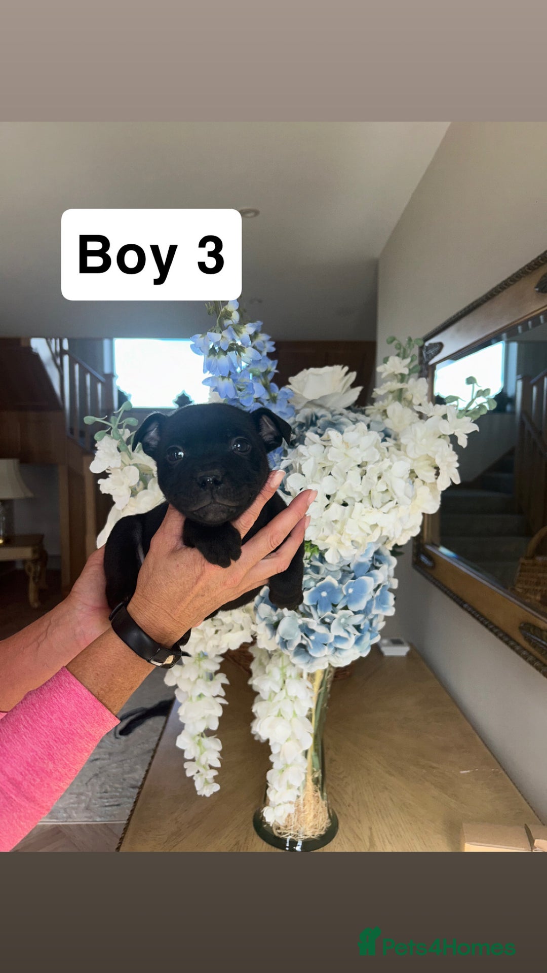Staffordshire Bull Terrier dogs for sale: Beautiful staffordshire bull terrier puppies  - Image 20