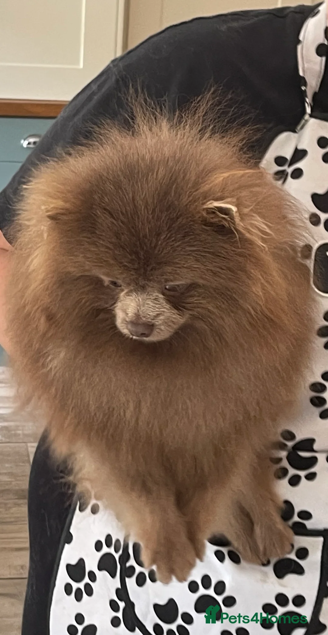 Pomeranian dogs for stud: Tiny Beautiful Lilac kc Boy weighs 3 pound 11  in Pontefract - Advert 5