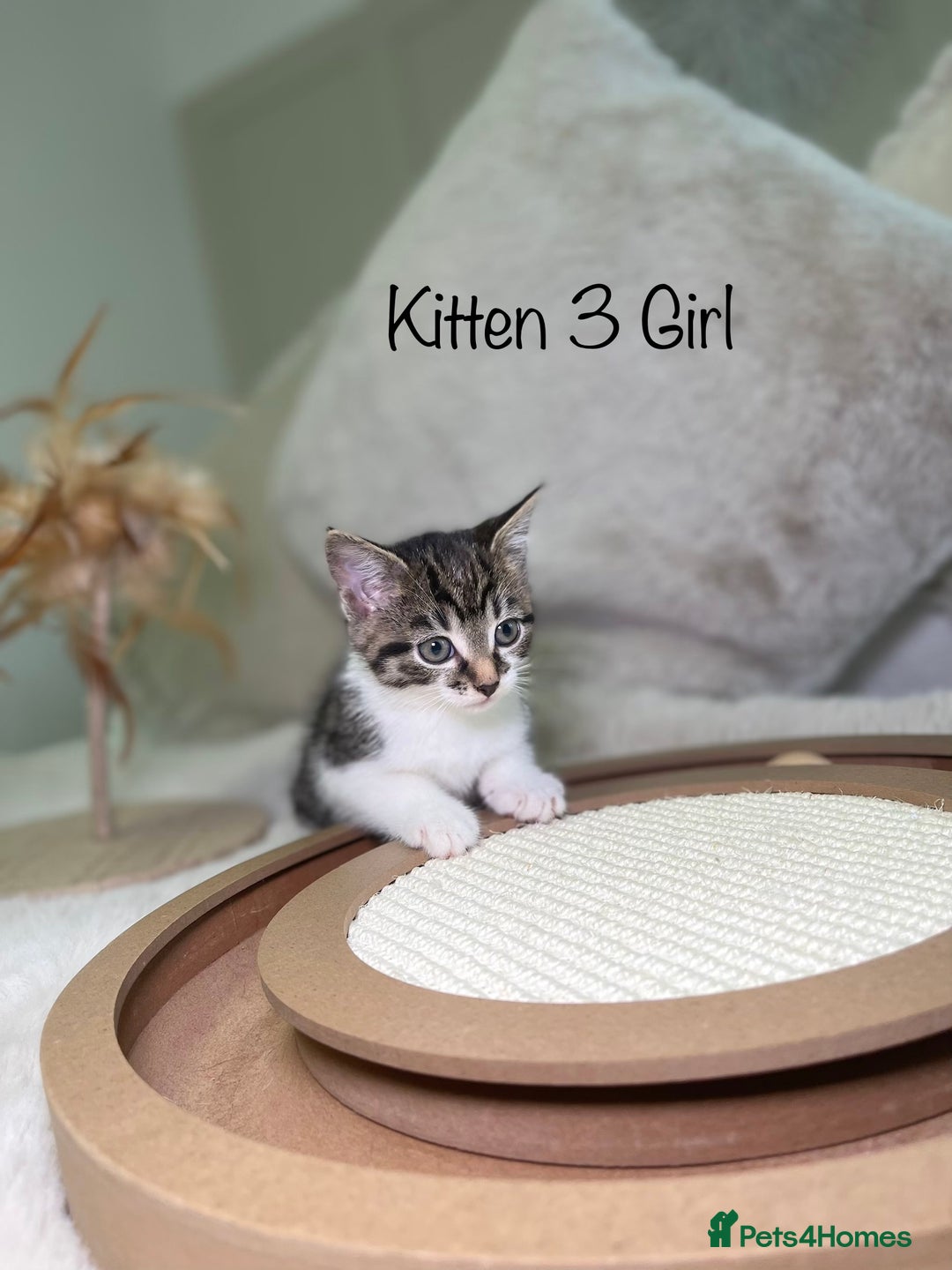 Mixed Breed cats for sale: Beautiful kittens 8 weeks old ready now  - Advert 11