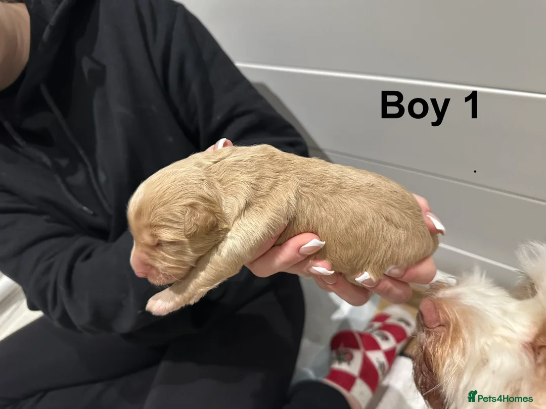Cavapoo dogs for sale: 💥ONE BOY LEFT💥 F1B Cavapoo Puppies - Advert 16