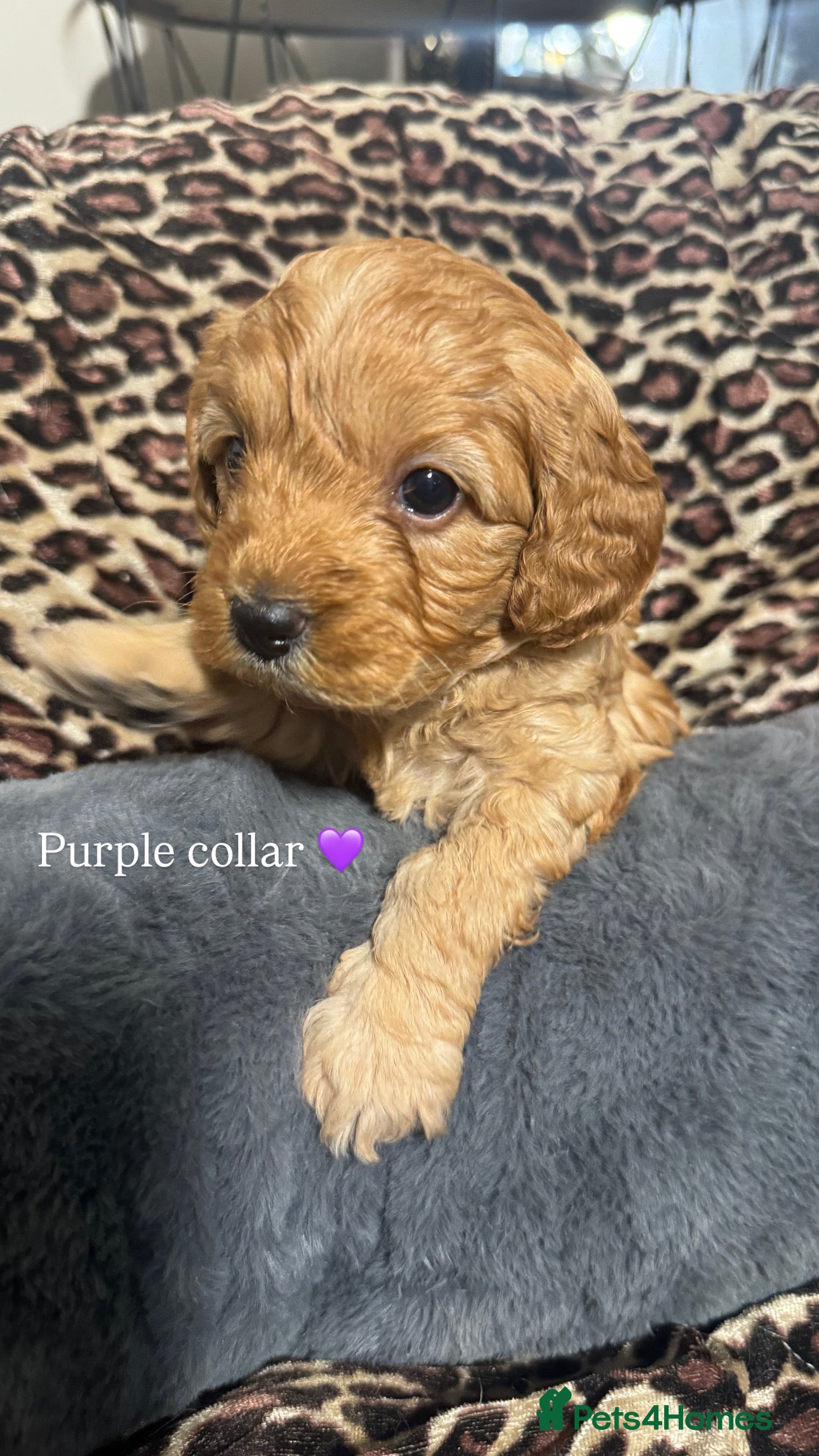 Cavapoo dogs Teddy bear F1B cavapoo - Advert 14