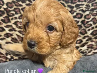 Cavapoo dogs Teddy bear F1B cavapoo - Advert 14