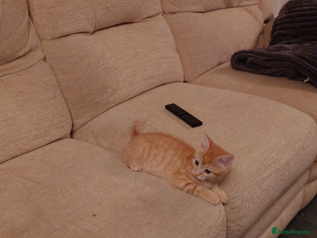 Mixed Breed cats for sale: 6 kittens of a Persian mum with Tuft ears. - Advert 19