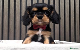 Cavalier King Charles Spaniel dogs for sale: Gorgeous Cavalier Puppies Ready2Go - Image 3