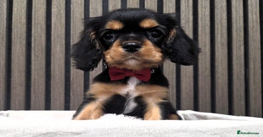 Cavalier King Charles Spaniel dogs - Advert 3