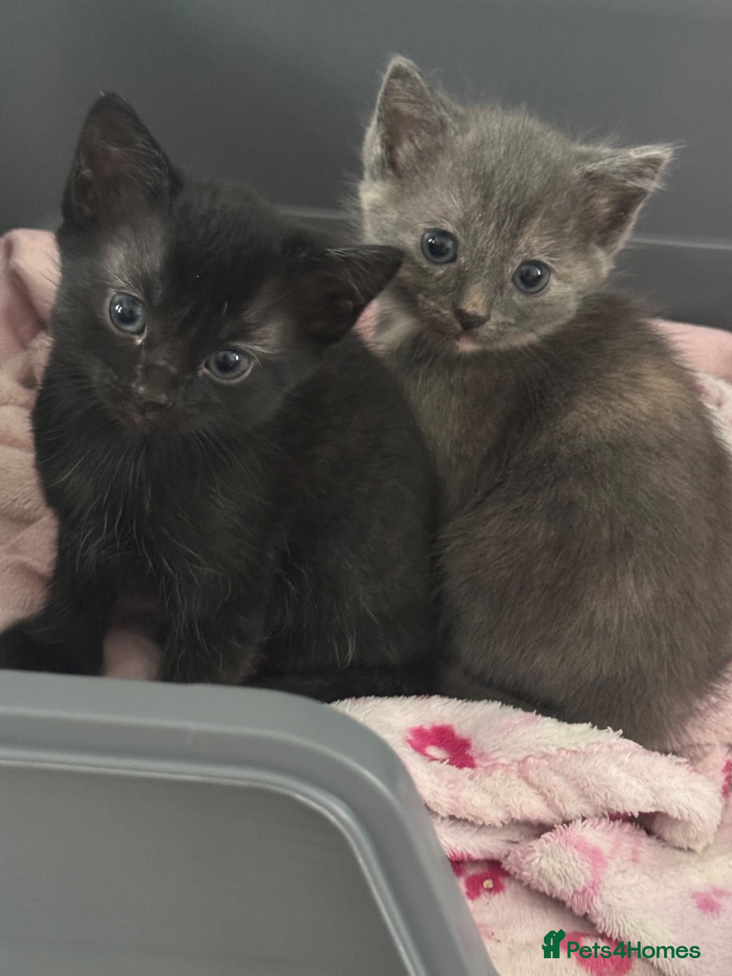 British Shorthair cats 🐾 Beautiful Black & Grey Kittens  - Advert 1