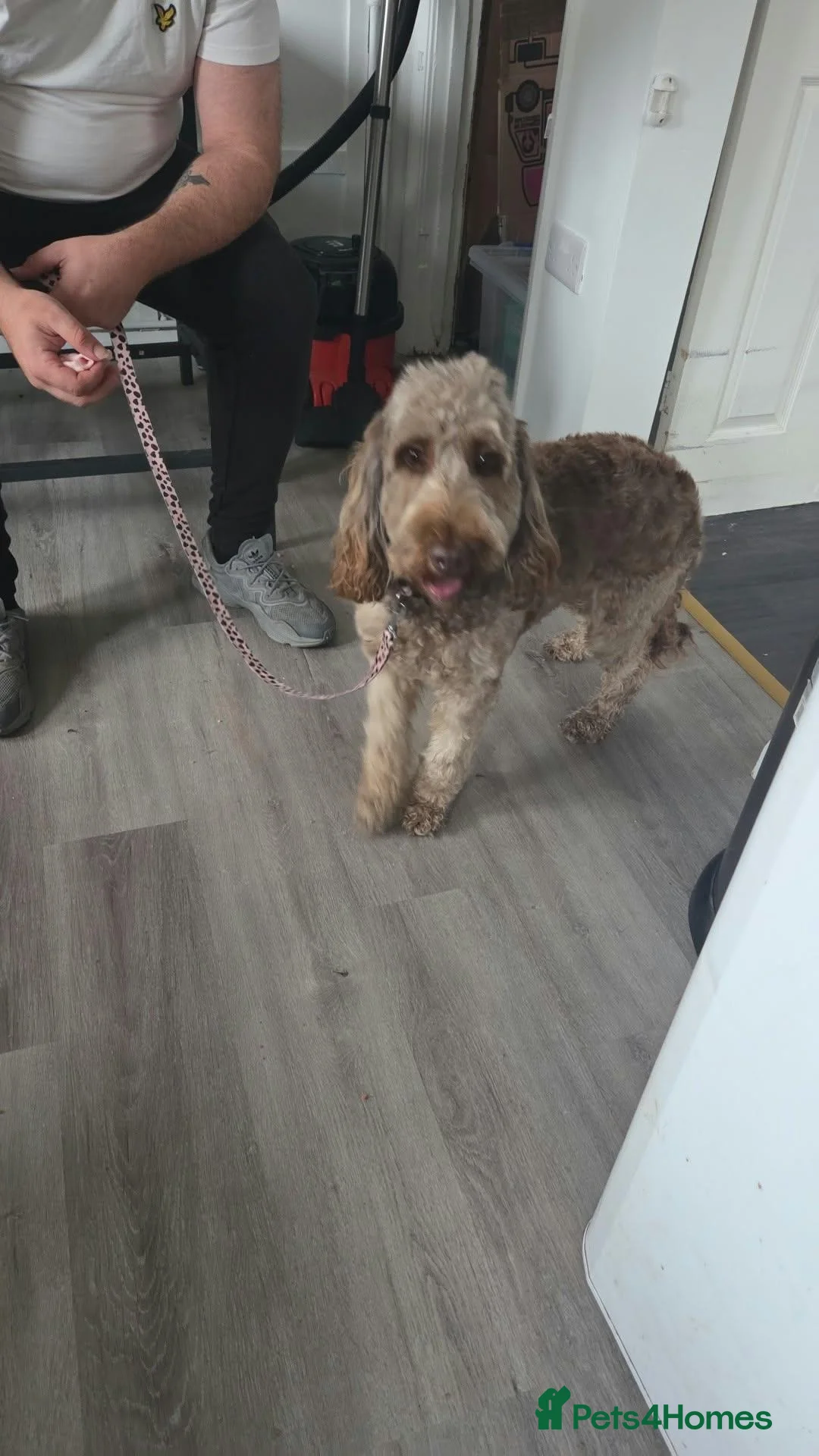 Cockapoo dogs for sale: 2 year old cockpaoo - Advert 2