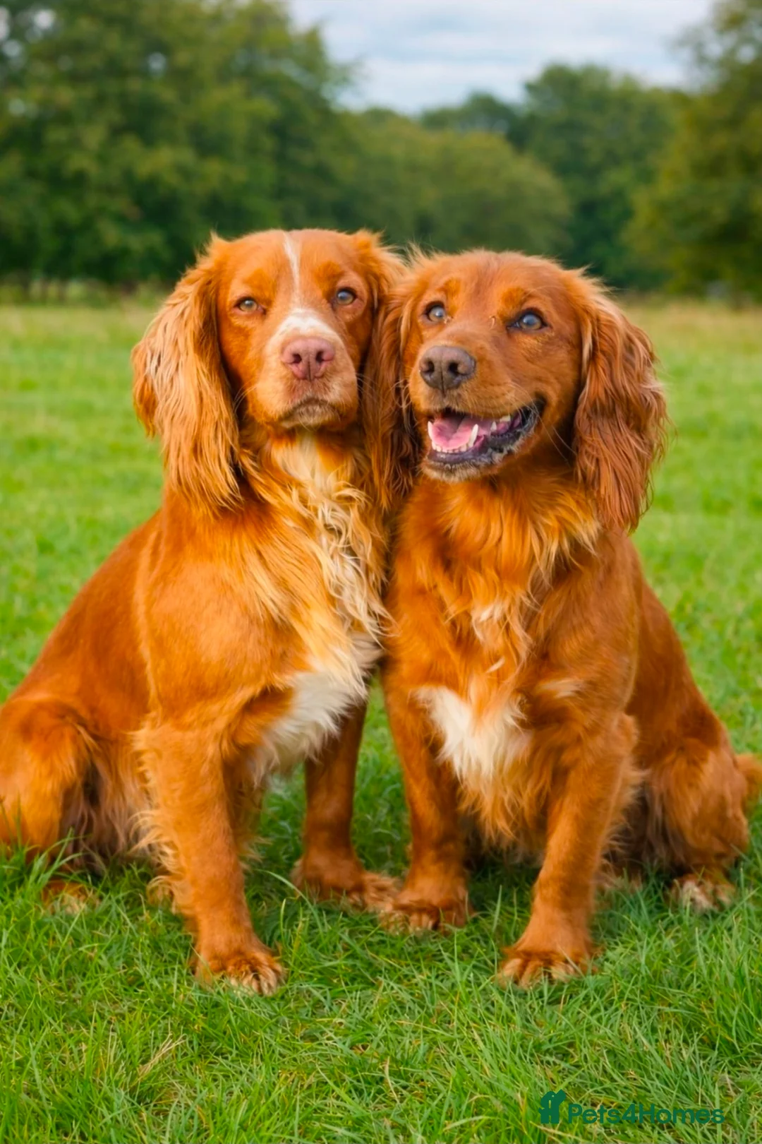 Cocker Spaniel dogs for sale: kc fully vaccinated male cocker spaniel  - Advert 8