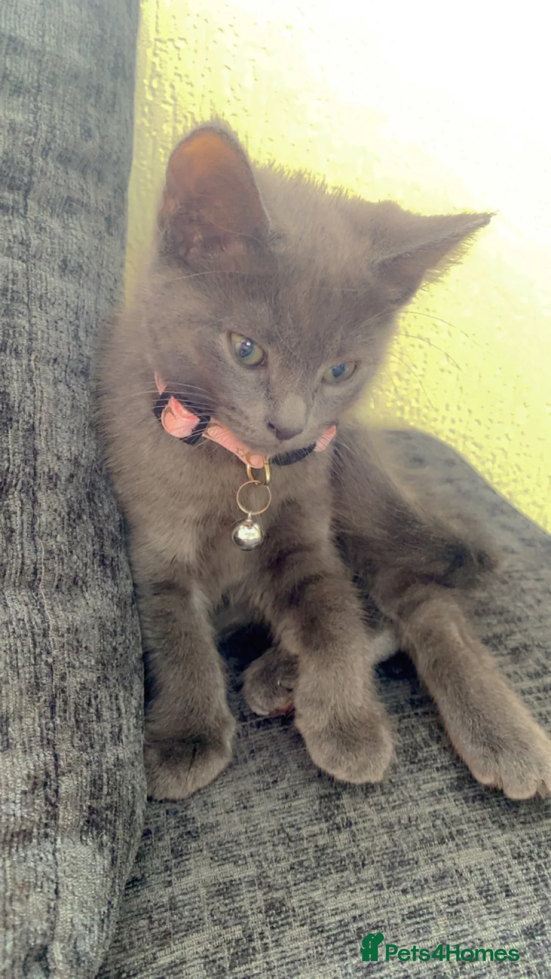 Russian Blue cats for sale: Girl kitten age 4 months - Advert 2