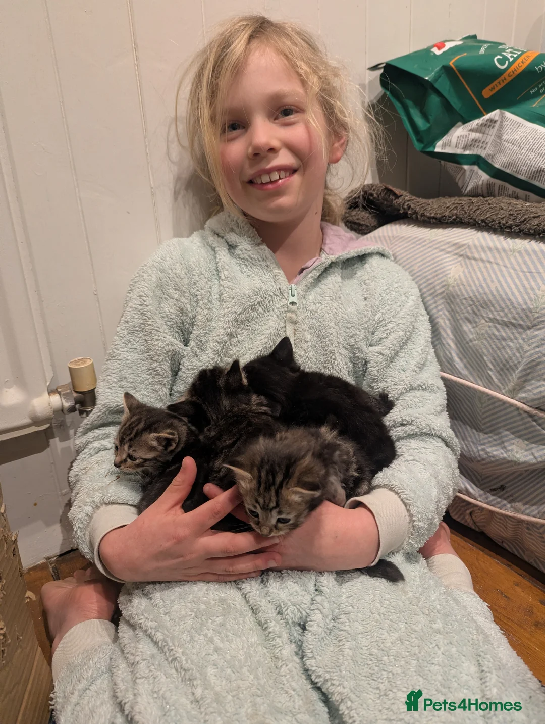 Mixed Breed cats for sale: Beautiful kittens ready for new homes 16th April  - Advert 2