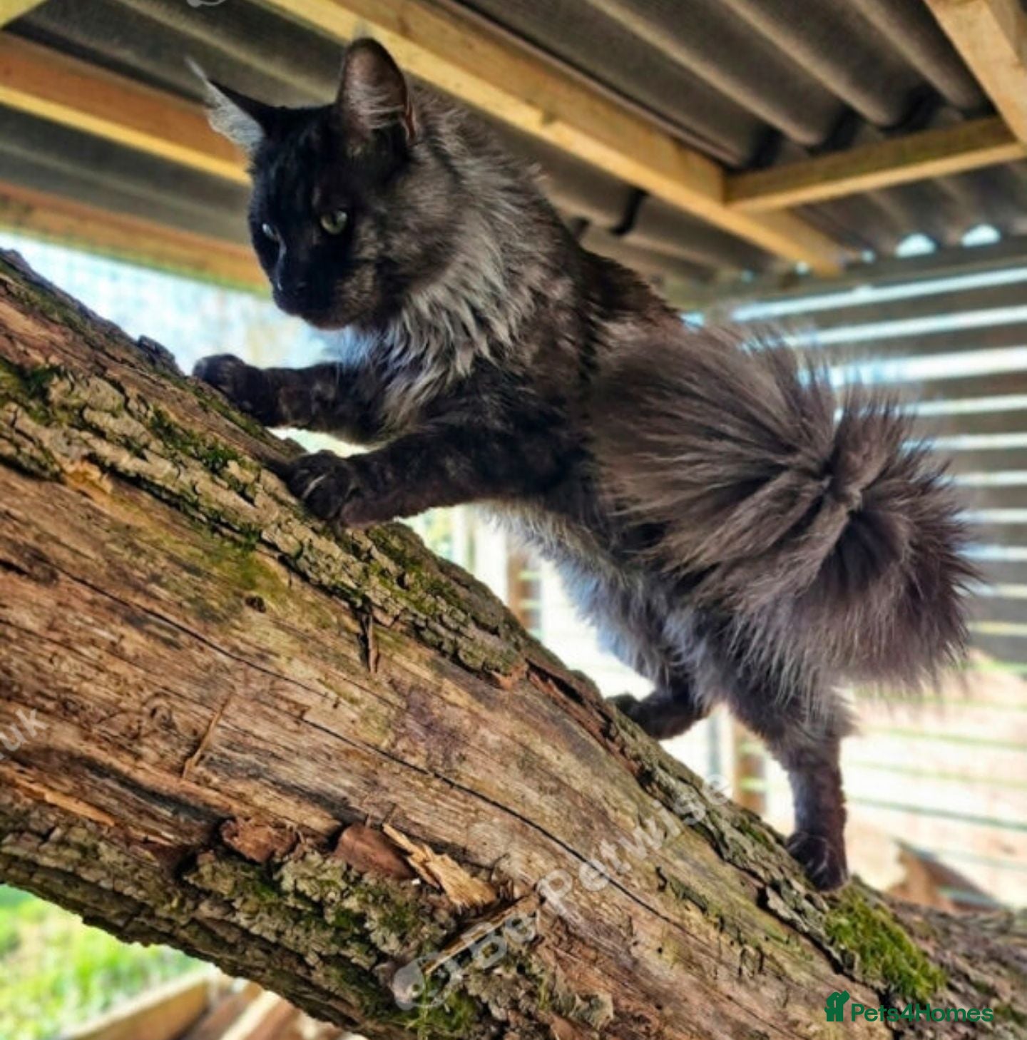 Maine Coon cats Maine Coon bundles of joy - Advert 2