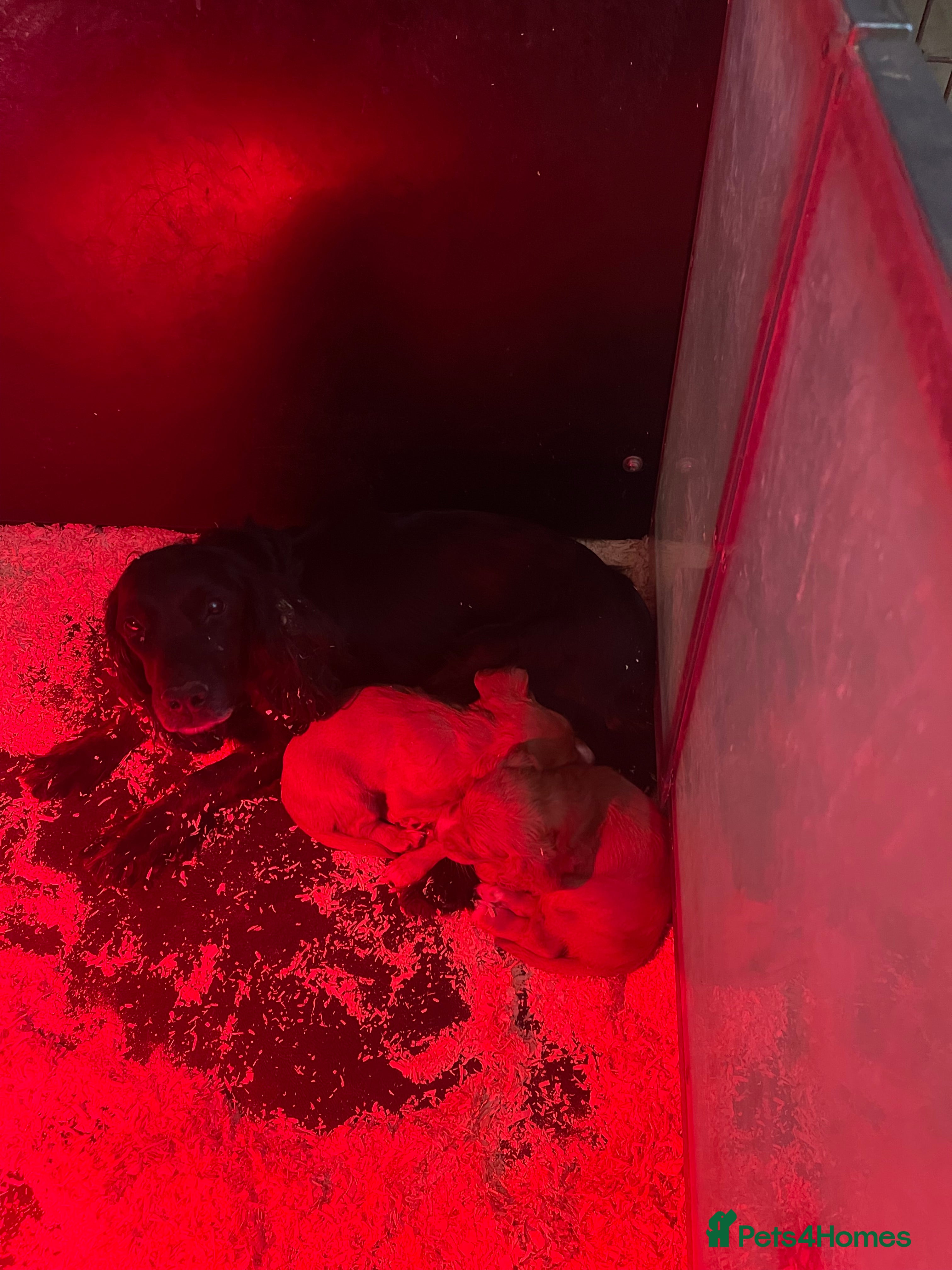 Cocker Spaniel dogs Working cocker spaniel puppies ready now! - Advert 2