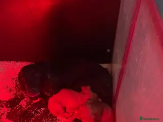 Cocker Spaniel dogs Working cocker spaniel puppies ready now! - Advert 6