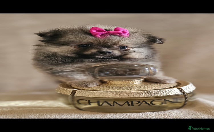 Pomeranian dogs - Advert 3