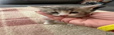 British Shorthair x 2