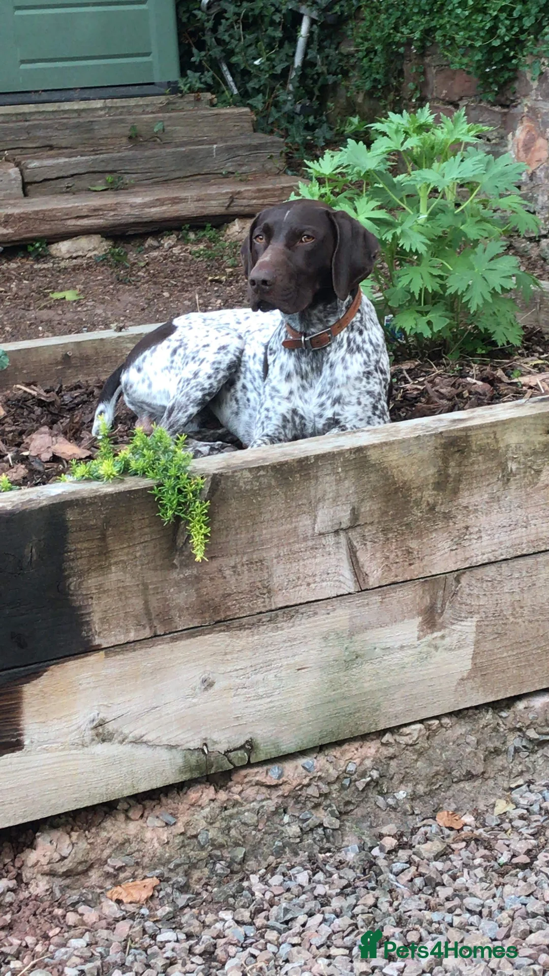 German Shorthaired Pointer dogs for stud: Proven German Shorthaired Pointer - Arthur in Gloucester - Advert 2