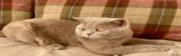 British Shorthair cats for stud: GCCF  Registered Chocolate & Lilac Active Studs  - Advert 10