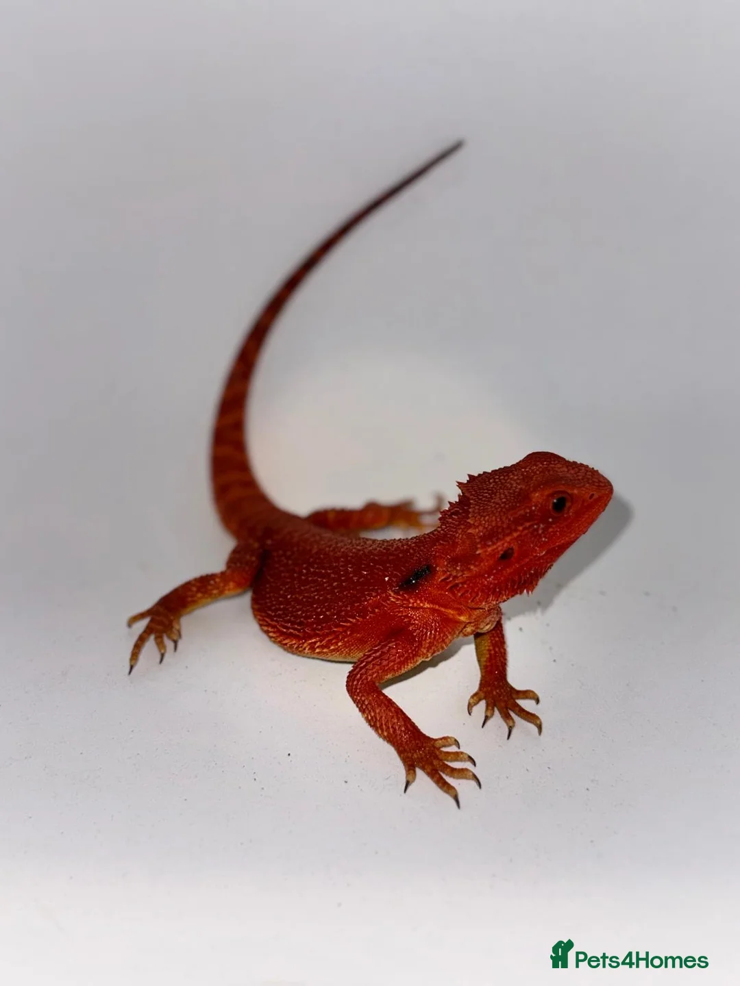 Bearded Dragon reptiles for sale: Bearded Dragons Red Monsters juvenile  - Advert 2