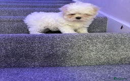 Maltese dogs for sale: Beautiful Korean Maltese 🤍🐶 - Image 6