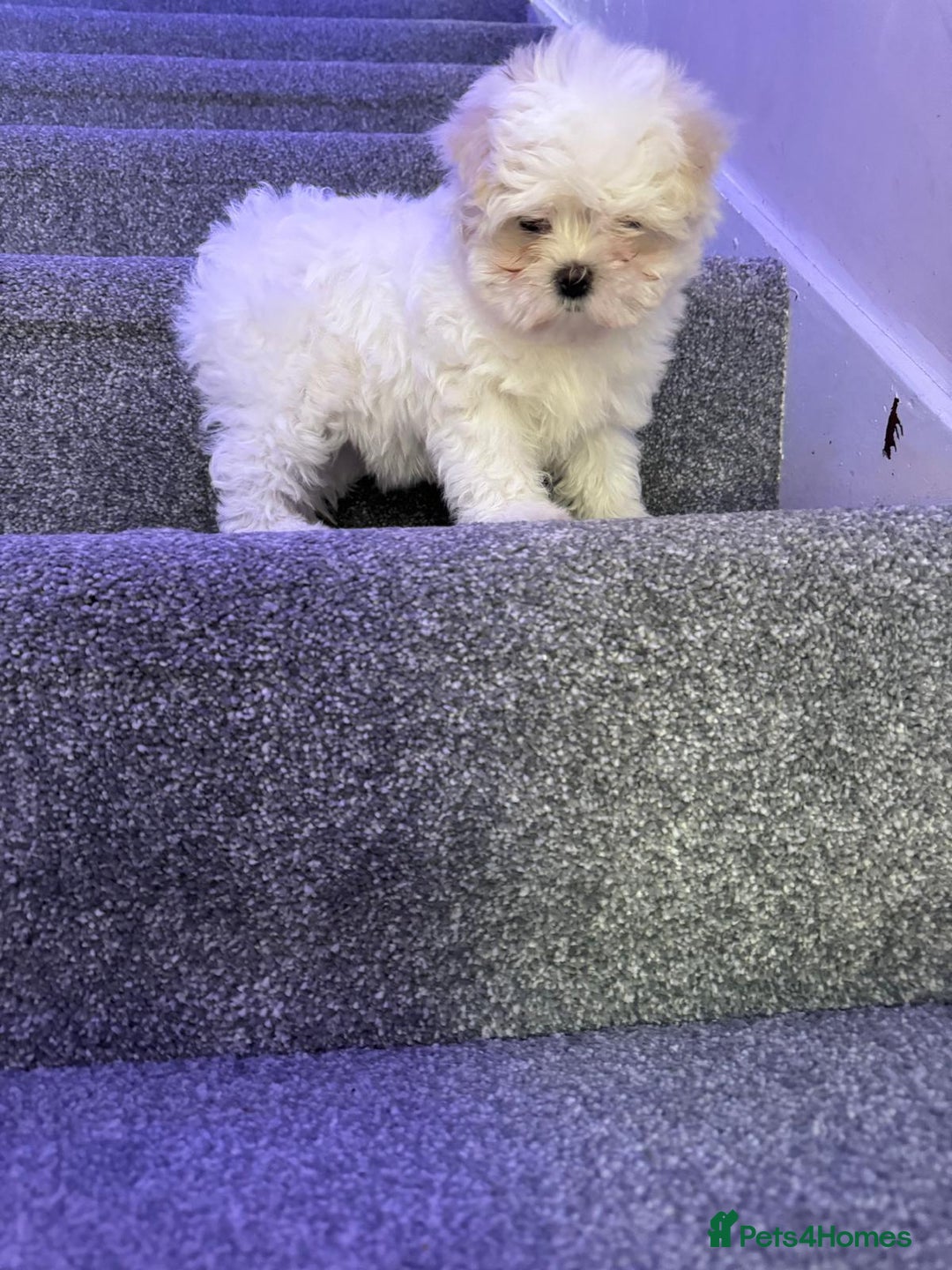 Maltese dogs for sale: Beautiful Korean Maltese 🤍🐶 - Image 6