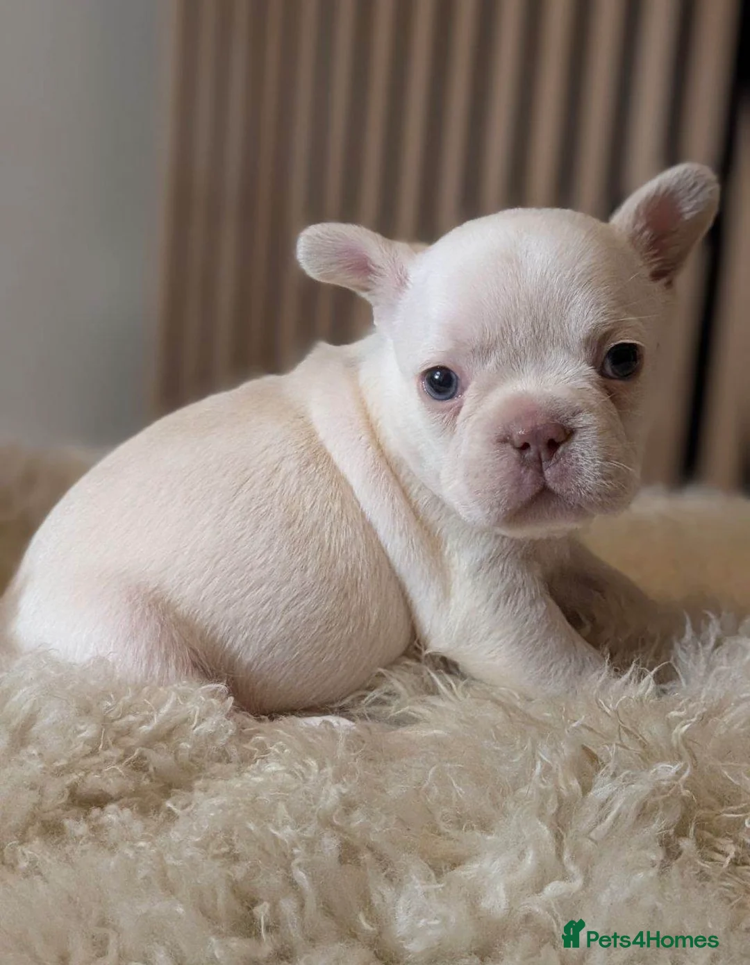 French Bulldog dogs for sale: Merle French Bulldog Puppies  - Advert 1