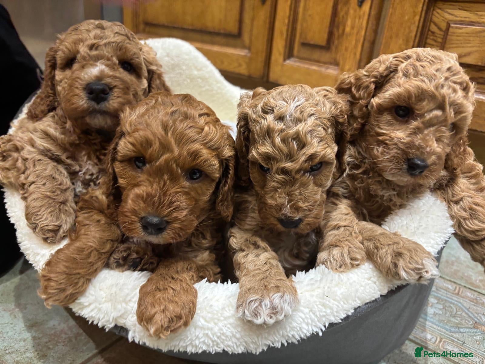 Cockapoo dogs 🐾 Adorable F1B Cockerpoo Puppies – Ready Soon! 🐾 - Advert 1