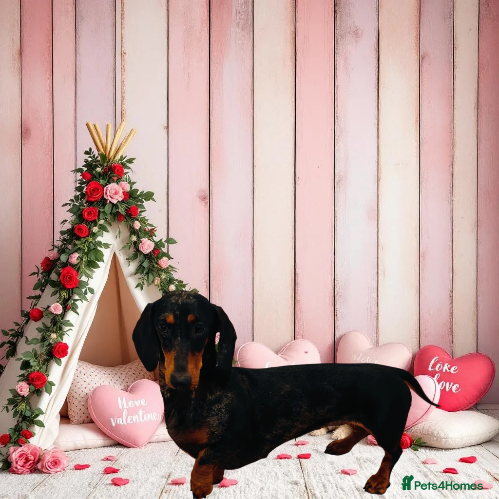 Miniature Dachshund dogs KC Reg Adult female dachshunds  - Advert 14