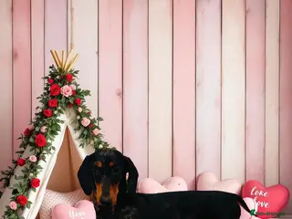 Miniature Dachshund dogs KC Reg Adult female dachshunds - Advert 14