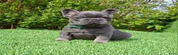French Bulldog dogs for sale: Gorgeous French Bulldog Puppies  - Advert 24