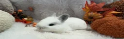 Rex rabbits for sale: Rex x Netherland dwarf  - Advert 27