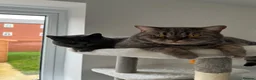 British Shorthair cats for sale: 2 BSH’s for rehoming - Must stay together! in Northampton - Advert 7