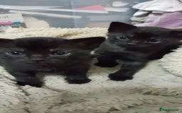 Mixed Breed cats for sale: Brother and Sister cuties - Image 4