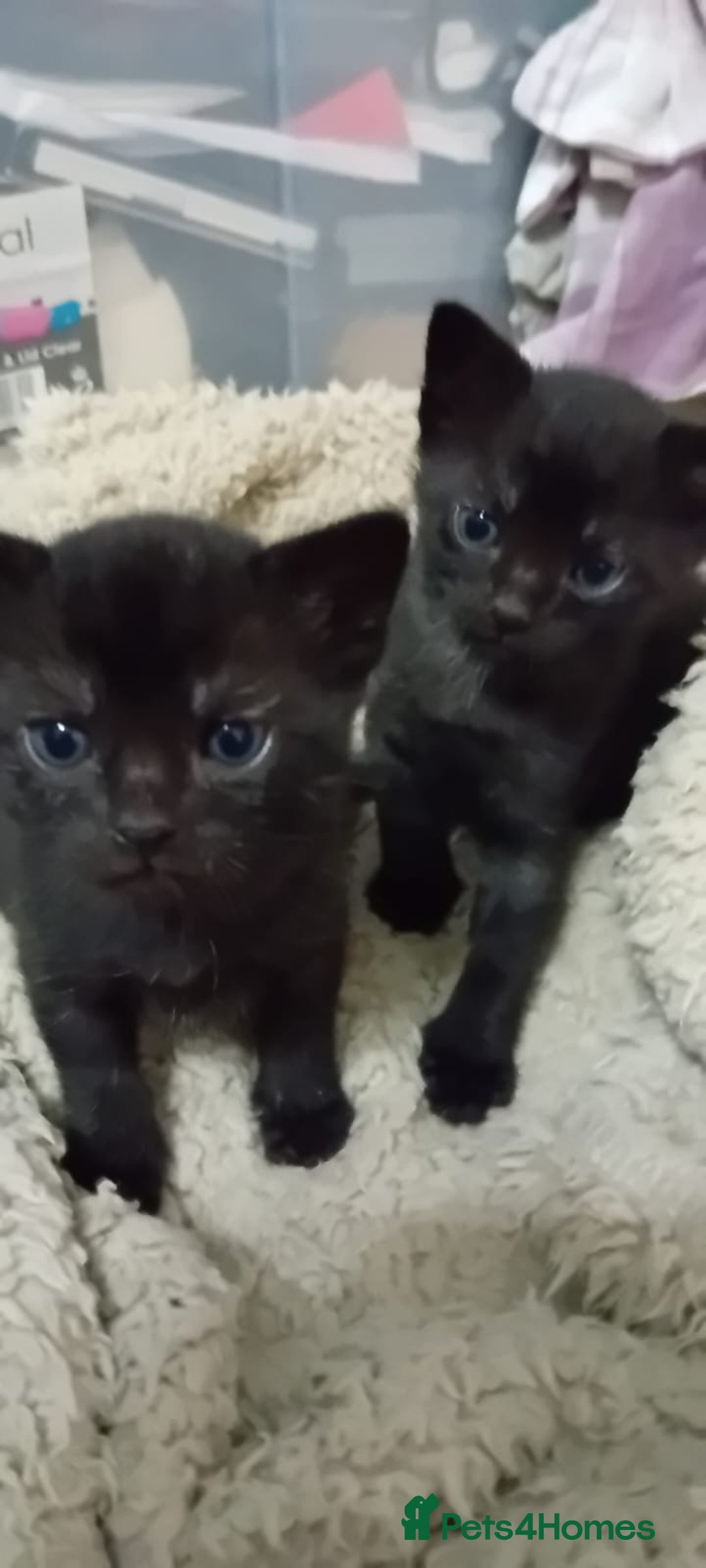 Mixed Breed cats for sale: Brother and Sister cuties - Image 4