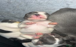 French Bulldog dogs for sale: French bulldogs  - Image 3