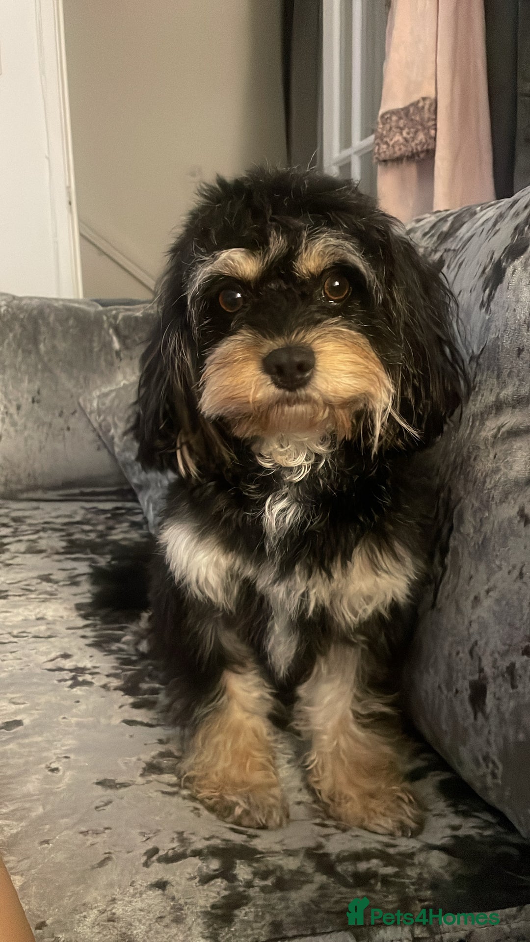 Cavapoo dogs for stud: Boy cavapoo  - Image 3