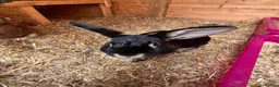 Mixed Breed rabbits for sale: 2 Female rabbits to be rehomed  - Advert 3