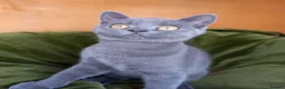 British Shorthair cats for sale: Super GCCF registered kittens  - Advert 8