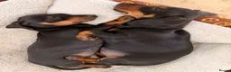 Miniature Dachshund dogs for sale: Monty the Miniature Dachshund  - Advert 12