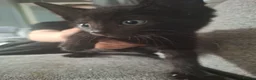 Mixed Breed cats for sale: Kittens for sale - Advert 7