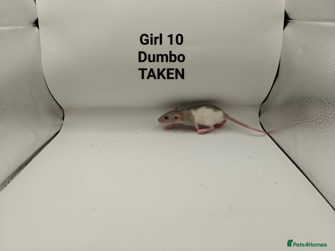 Rat rodents for sale: JAN: 27 Rats (21 Rats: 10 Boys & 11 Girls Left) - Advert 24