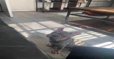 French Bulldog dogs in London - Advert 1