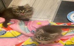Ragdoll cats for sale: Radgoli mix maine conn - Image 10